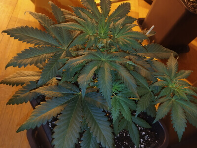 Baby seed